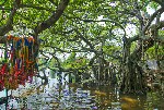���������� ����� � ������. � ����� ������� (Banyan) ���-�� �������� ���� ������