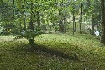 В Терра Ностре (Terra Nostra) особенно поразили лежачие пальмы. Оригинально