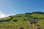 ������� �� ������� ������� Sete Cidades - �������������...
