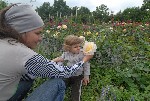 И под розовым кустом нам готов и стол и дом