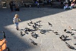 Голуби атакуют!. Падкие на бананы, они весьма заинтересовались Кириным угощением
