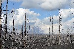 Лес убило раскалённым пеплом. Зрелище мрачноватое
