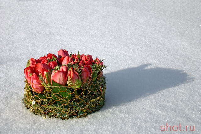 : flower, snow, tulip, winter, bouquet